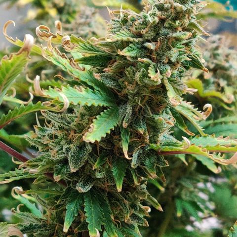 Pineapple Express Auto growlog photo: Harvested 
