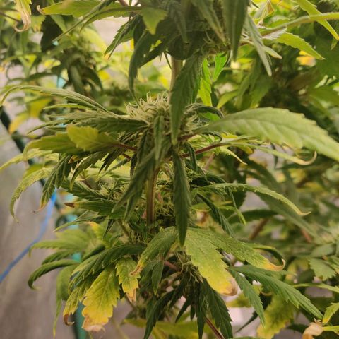 Pineapple Express Auto growlog timeline photo