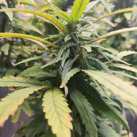 Pineapple Express Auto growlog timeline photo