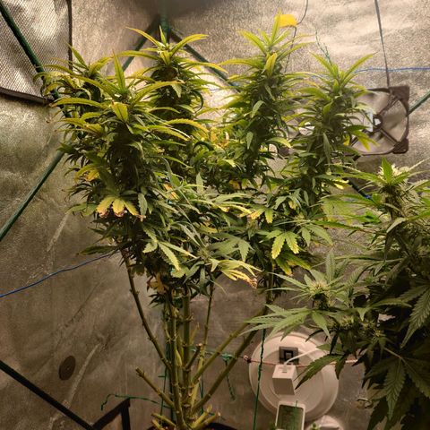 Pineapple Express Auto growlog timeline photo