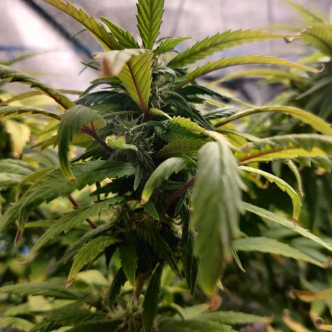Pineapple Express Auto growlog timeline photo