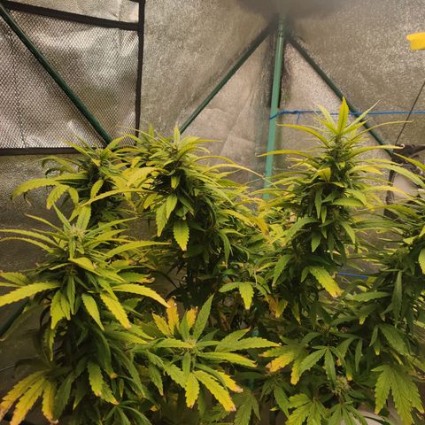 Pineapple Express Auto growlog timeline photo