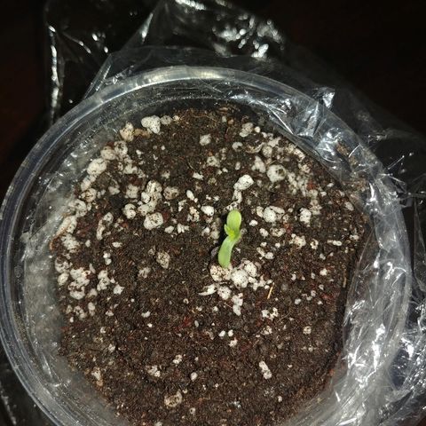 Super Lemon Haze growlog photo: დაიდგა 20 ვატიანი ეკოს ქვეშ