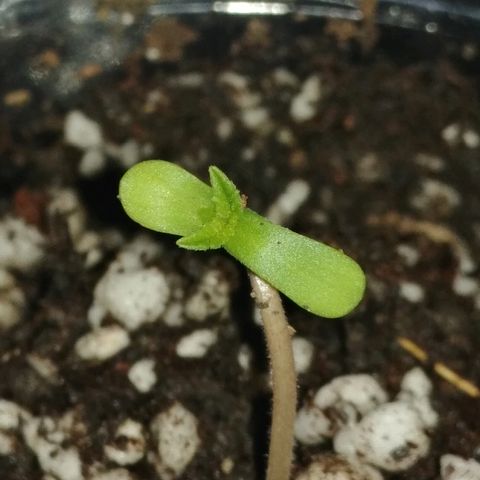 Super Lemon Haze growlog timeline photo