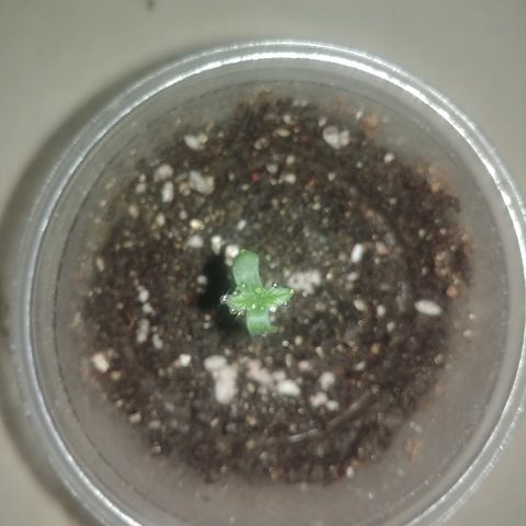 Super Lemon Haze growlog timeline photo