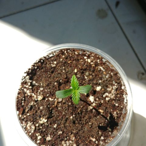 Super Lemon Haze growlog timeline photo