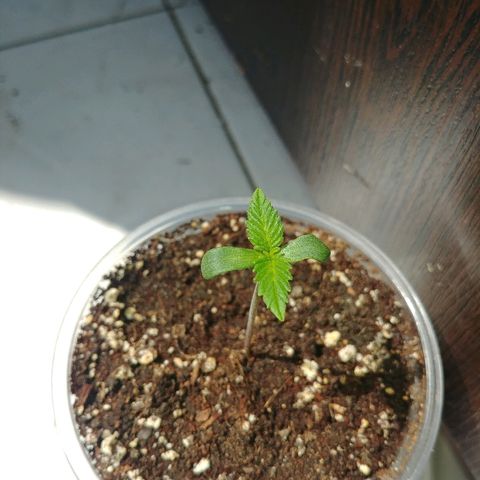 Super Lemon Haze growlog timeline photo