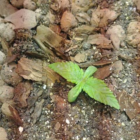 Super Lemon Haze growlog timeline photo