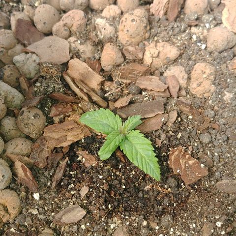 Super Lemon Haze growlog timeline photo
