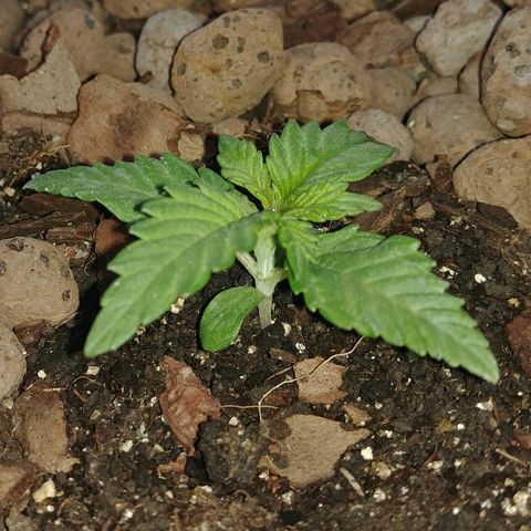 Super Lemon Haze growlog timeline photo