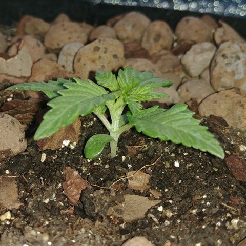 Super Lemon Haze growlog timeline photo