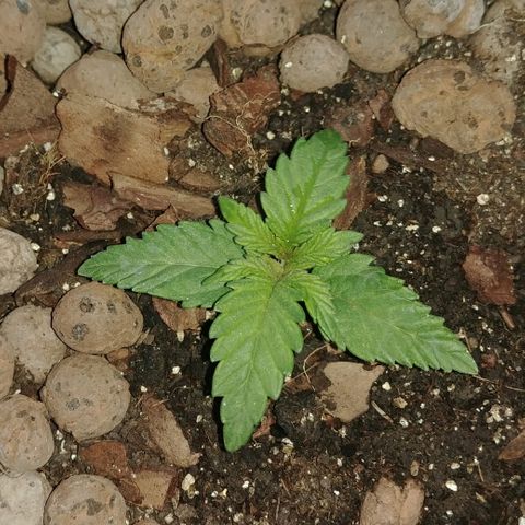 Super Lemon Haze growlog timeline photo