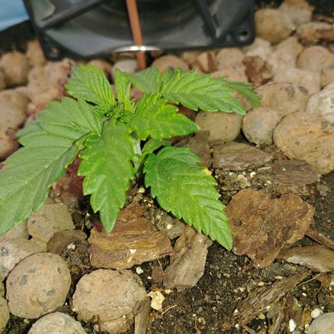 Super Lemon Haze growlog timeline photo