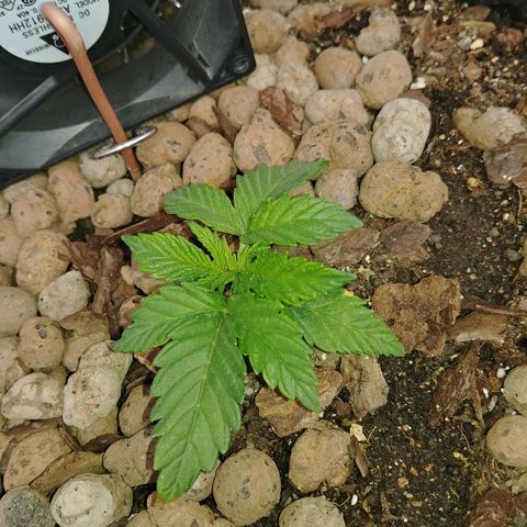 Super Lemon Haze growlog timeline photo