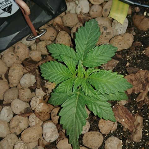 Super Lemon Haze growlog timeline photo