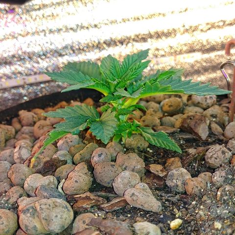 Super Lemon Haze growlog timeline photo