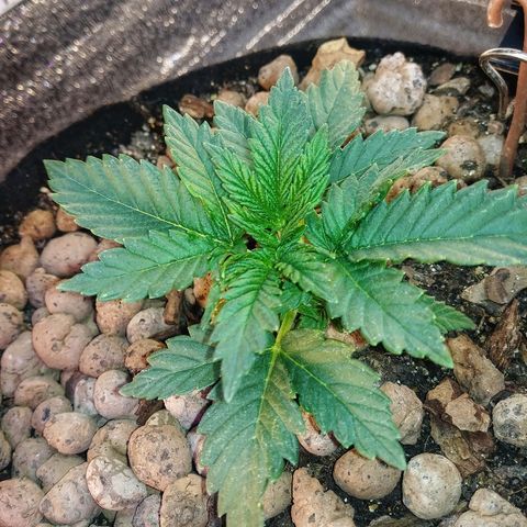 Super Lemon Haze growlog timeline photo