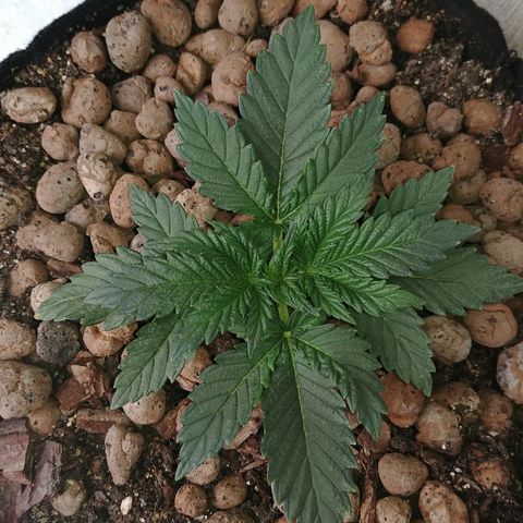 Super Lemon Haze growlog photo: FIM მეთოდით გადაიჭრა