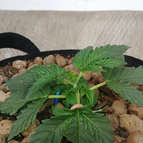 Super Lemon Haze growlog timeline photo