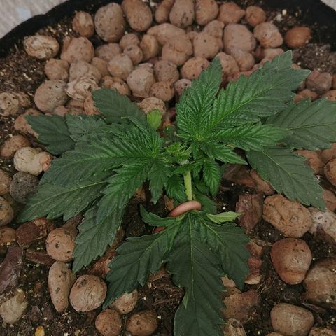 Super Lemon Haze growlog timeline photo