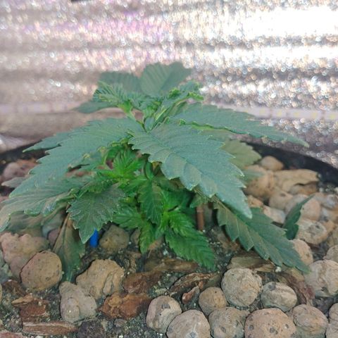 Super Lemon Haze growlog timeline photo