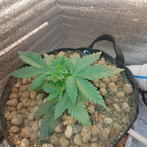 Super Lemon Haze growlog timeline photo