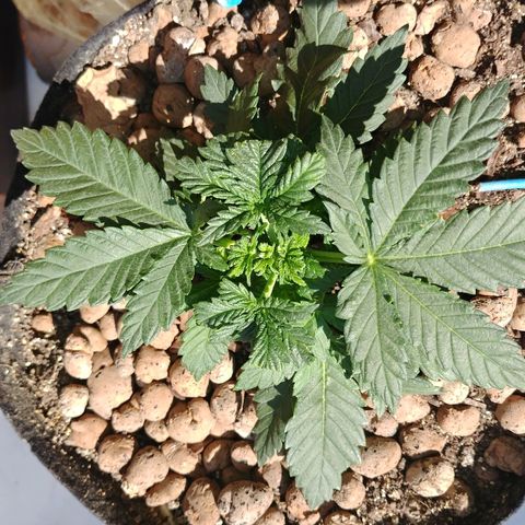 Super Lemon Haze growlog timeline photo