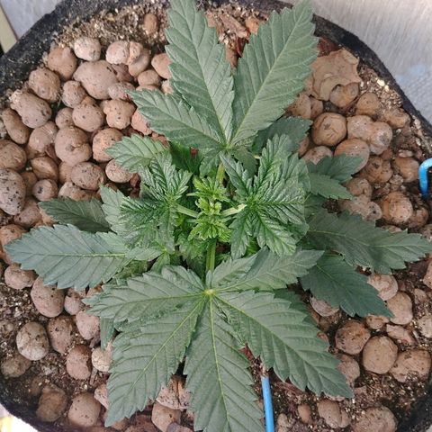 Super Lemon Haze growlog timeline photo