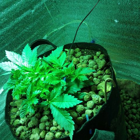 Super Lemon Haze growlog timeline photo