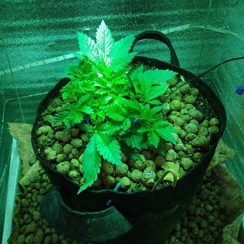 Super Lemon Haze growlog timeline photo