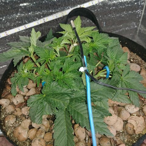 Super Lemon Haze growlog timeline photo