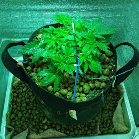 Super Lemon Haze growlog timeline photo
