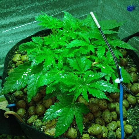 Super Lemon Haze growlog timeline photo