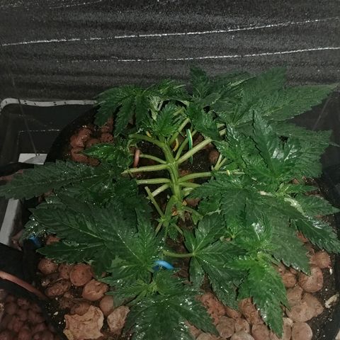 Super Lemon Haze growlog timeline photo