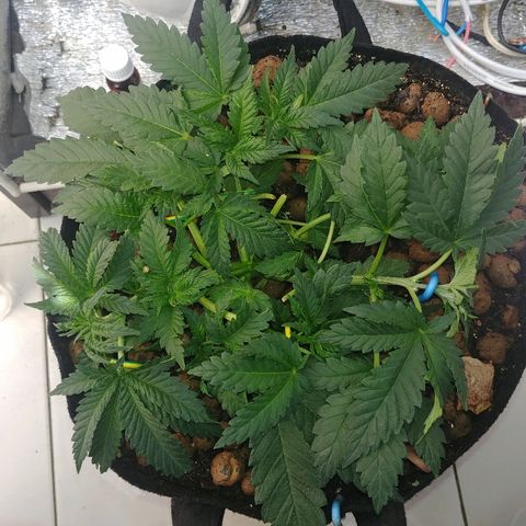 Super Lemon Haze growlog timeline photo