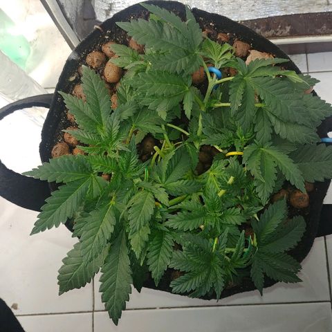 Super Lemon Haze growlog timeline photo