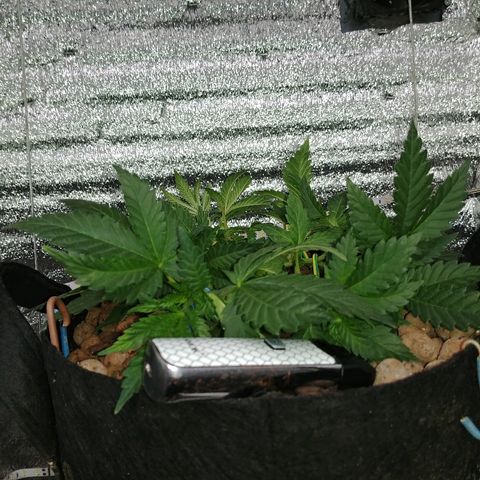 Super Lemon Haze growlog timeline photo