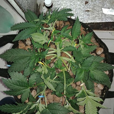 Super Lemon Haze growlog timeline photo