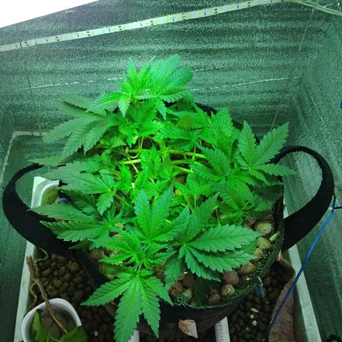 Super Lemon Haze growlog timeline photo