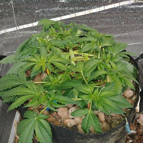 Super Lemon Haze growlog timeline photo