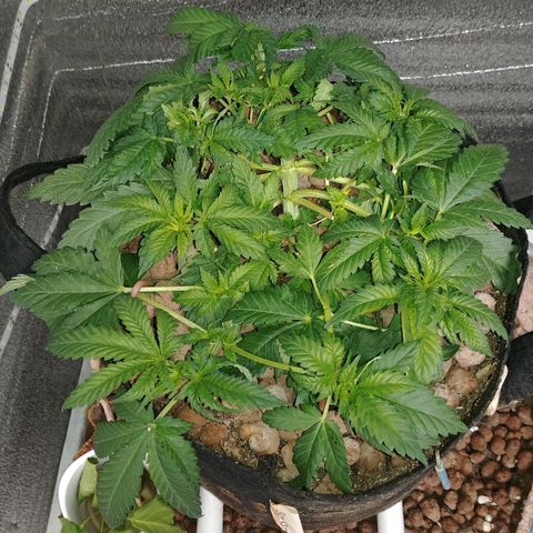 Super Lemon Haze growlog timeline photo