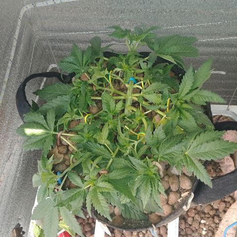 Super Lemon Haze growlog timeline photo