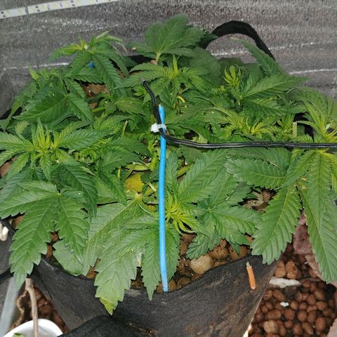 Super Lemon Haze growlog timeline photo