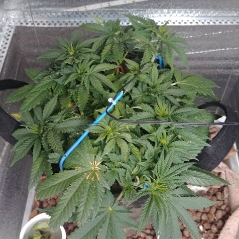 Super Lemon Haze growlog timeline photo