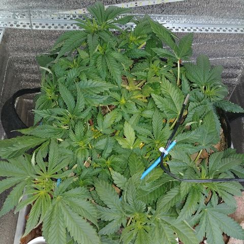 Super Lemon Haze growlog timeline photo