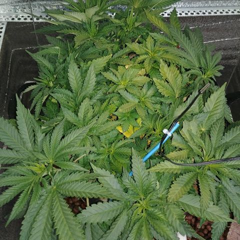 Super Lemon Haze growlog timeline photo