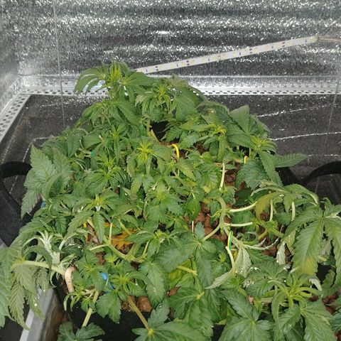 Super Lemon Haze growlog photo: 12/12 ზე, ჩაირეცხა