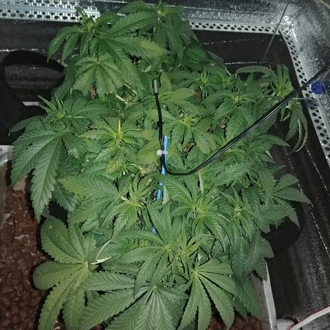 Super Lemon Haze growlog timeline photo