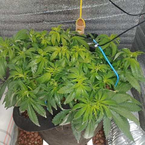 Super Lemon Haze growlog timeline photo