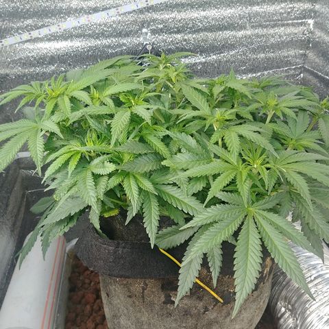 Super Lemon Haze growlog timeline photo